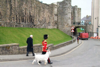 Meet William Windsor: The Royal Goat